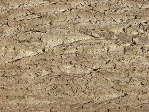  树干 旧木 树皮 