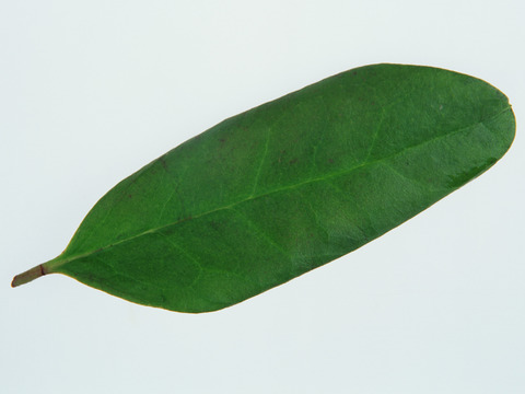  树叶纹理  草叶纹理 树叶草叶 