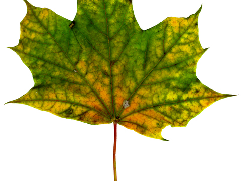  树叶草叶 树叶纹理  草叶纹理 