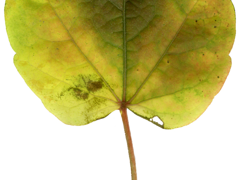  树叶纹理  草叶纹理 树叶草叶 