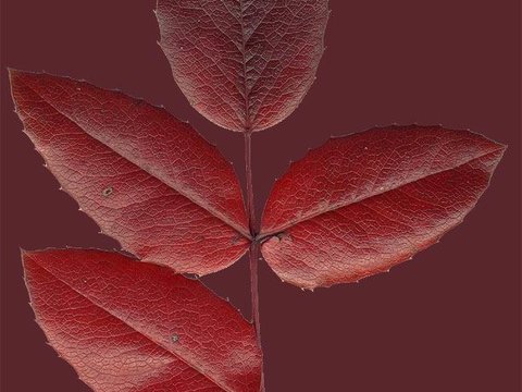  樹葉紋理  秋天樹葉 