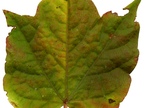  树叶纹理  草叶纹理 树叶草叶 