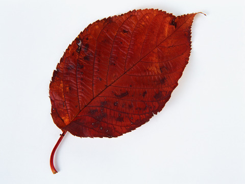  树叶纹理  秋天树叶 