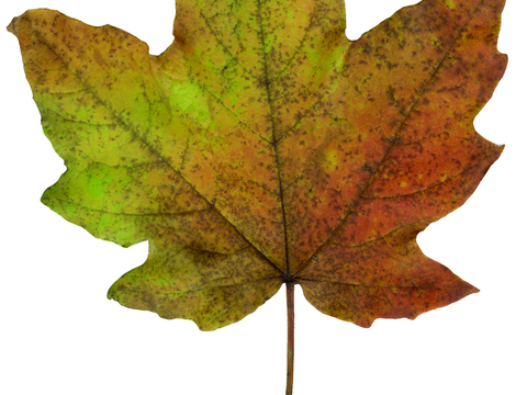  树叶纹理  秋天树叶 