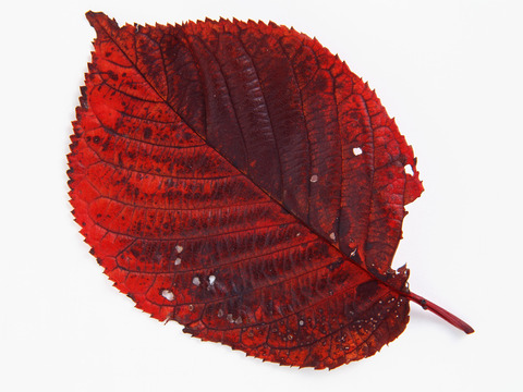  树叶纹理  秋天树叶 