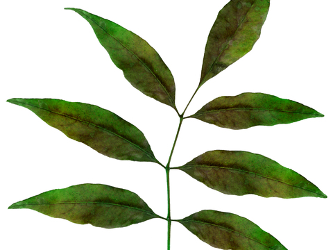  树叶草叶  树叶纹理  草叶纹理 