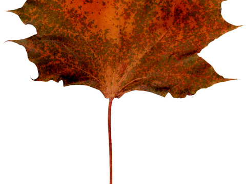  树叶纹理  秋天树叶 