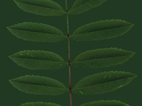 树叶草叶 树叶纹理  草叶纹理 