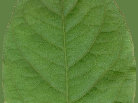  树叶草叶 树叶纹理  草叶纹理 