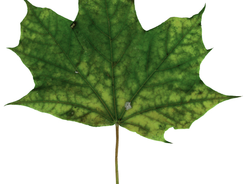  树叶草叶 树叶纹理  草叶纹理 