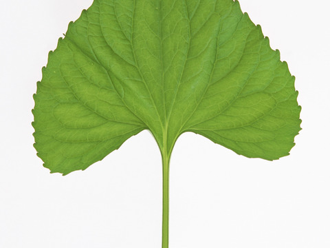  树叶草叶 树叶纹理  草叶纹理 