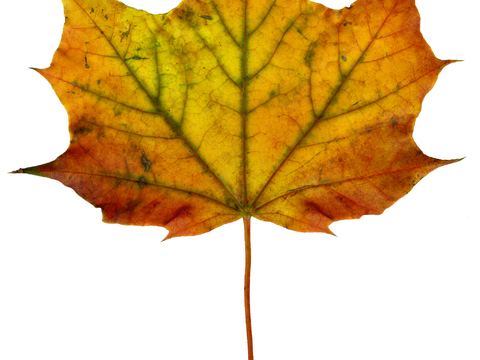  树叶纹理  秋天树叶 