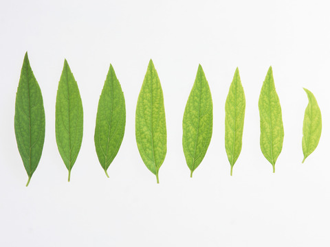  树叶草叶 树叶纹理  草叶纹理 