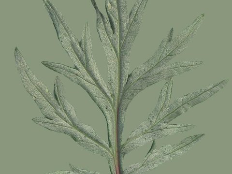 树叶草叶 树叶纹理  草叶纹理 