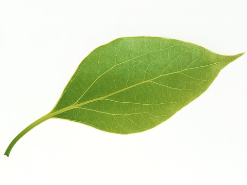  树叶纹理  草叶纹理 树叶草叶 