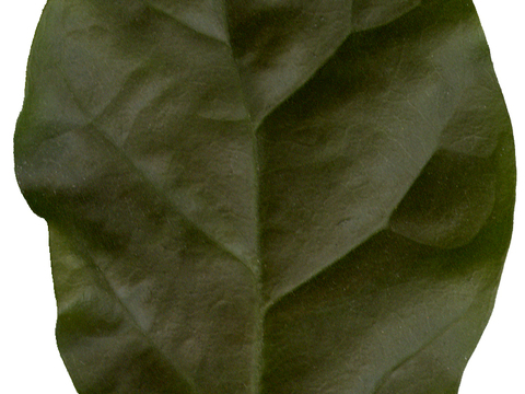  树叶草叶 树叶纹理  草叶纹理 