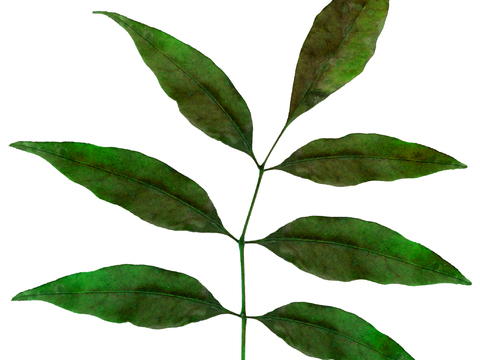  树叶草叶  树叶纹理  草叶纹理 