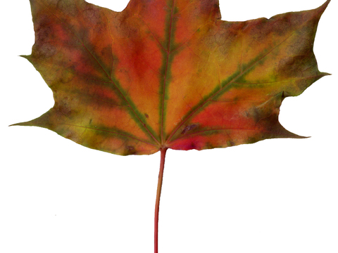  树叶纹理  秋天树叶 