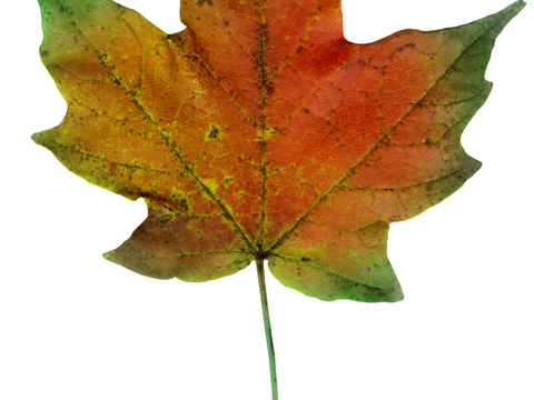  树叶纹理  秋天树叶 