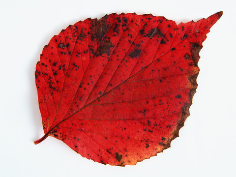  树叶纹理  秋天树叶 