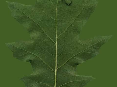  树叶草叶 树叶纹理  草叶纹理 