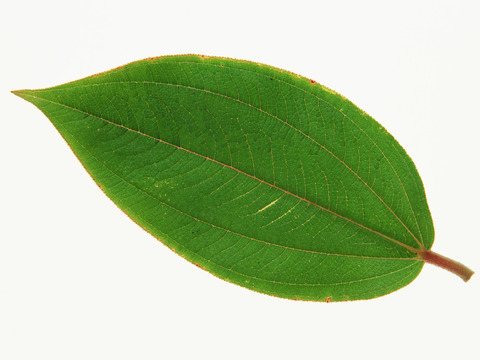  树叶纹理  草叶纹理 树叶草叶 