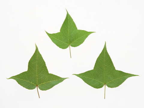  树叶草叶 树叶纹理  草叶纹理 