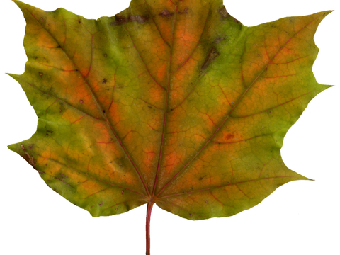  树叶纹理  秋天树叶 