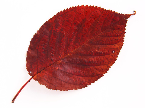  树叶纹理  秋天树叶 