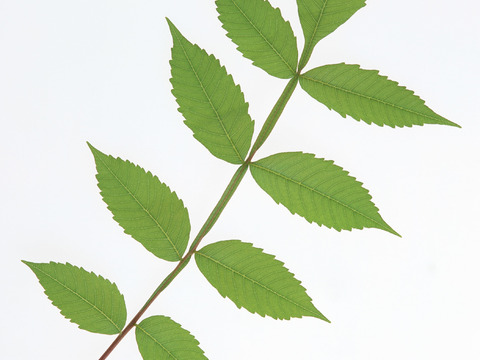  树叶草叶 树叶纹理  草叶纹理 