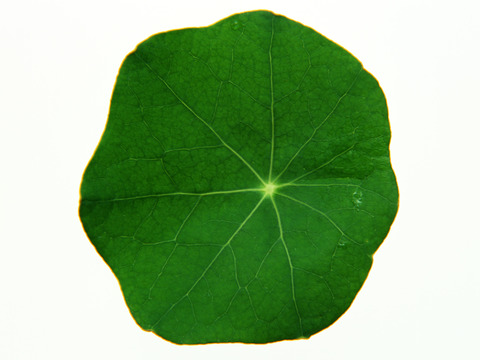  树叶纹理  草叶纹理 树叶草叶 