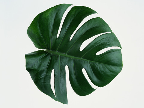  树叶纹理  草叶纹理 树叶草叶 