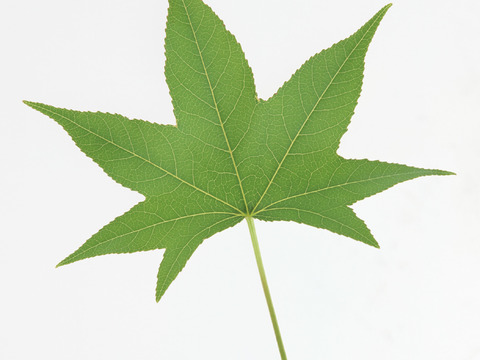  树叶草叶 树叶纹理  草叶纹理 