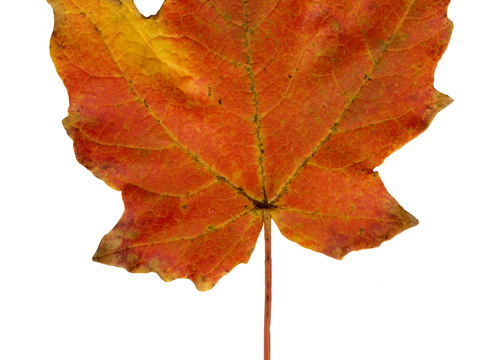  树叶纹理  秋天树叶 