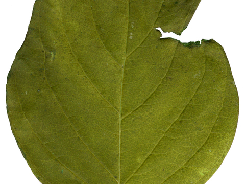  树叶纹理  草叶纹理 树叶草叶 