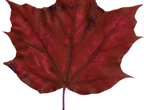  树叶纹理  秋天树叶 