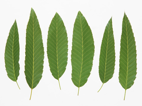  树叶草叶 树叶纹理  草叶纹理 