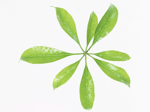  树叶草叶 树叶纹理  草叶纹理 
