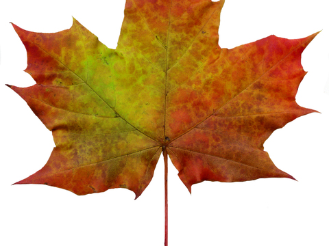  树叶纹理  秋天树叶 