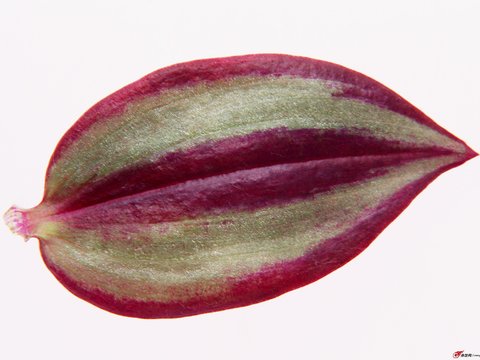  树叶纹理  秋天树叶 