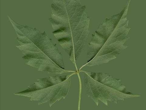  树叶草叶 树叶纹理  草叶纹理 
