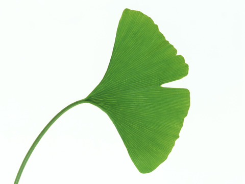  树叶纹理  草叶纹理 树叶草叶 