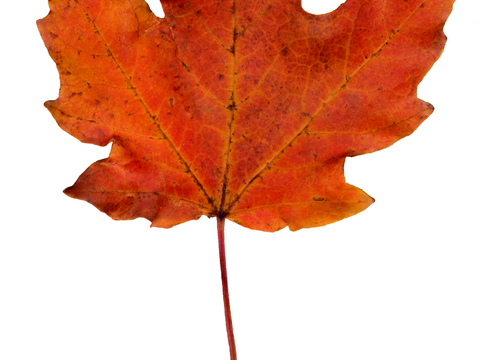  树叶纹理  秋天树叶 