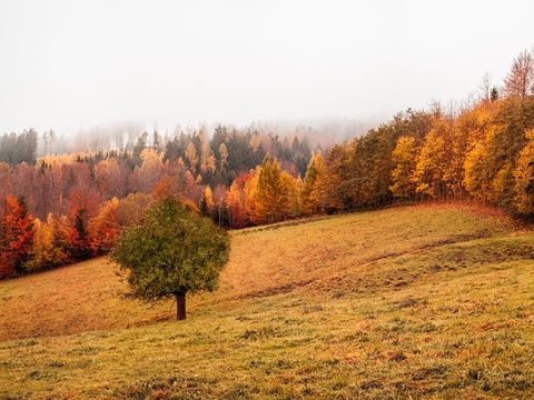  自然风景   秋天山林风景 