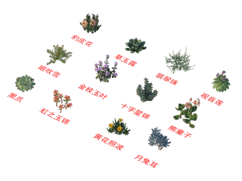  灌木花草 植物类 豹皮花 草玉露 翡翠珠 观音莲 黑爪 