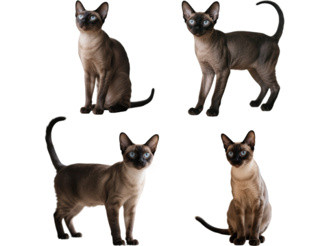  PS免抠宠物猫 宠物 孟买猫 小猫咪 居家宠物 