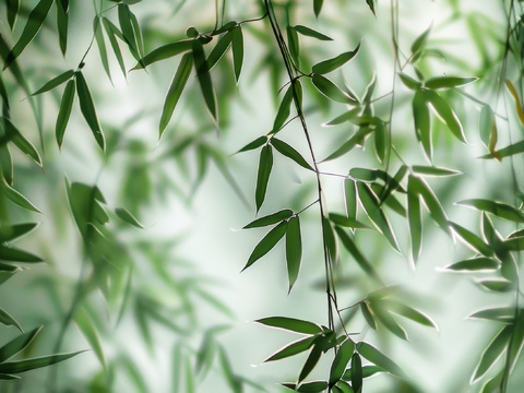  中式竹子竹林壁纸壁画 
