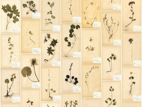  简约 现代 田园 