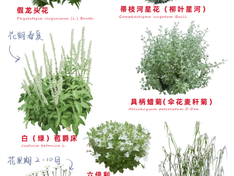  免扣圖花草花卉 