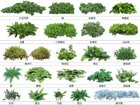  免扣圖地被植物 